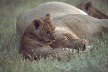 Otların arasında bir yavrusu olan dişi aslan. yüksek kaliteli fotoğraf