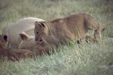 Savanadaki genç bir aslanın yakın çekimi.