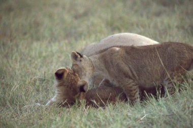 Genç aslan ve anne.