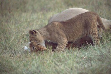 Dişi aslan gündüz otla besleniyor.