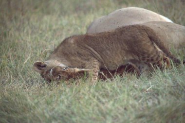 Kenya bozkırında genç aslanlar