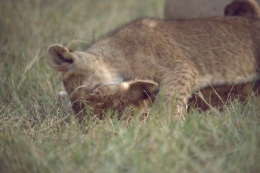 Aslan yavruları çimenlerde oynuyor..
