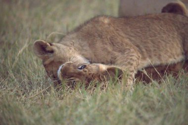 Kenya savanındaki aslan