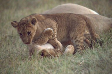 Yavru aslanla genç dişi aslan