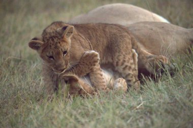 Aslan yavruları çimenlerde oynuyor.