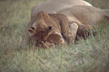 Hayvanat bahçesinde genç bir aslan