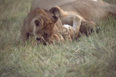 Bir aslan yavrusu çimenlerde yatıyor.