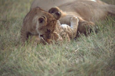 Afrika 'nın bozkırındaki aslan