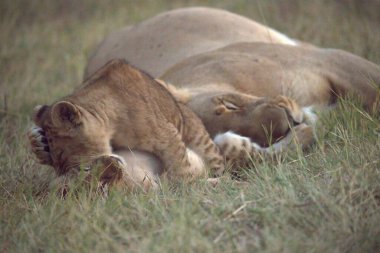 Yavru aslan yavrusuyla oynuyor.
