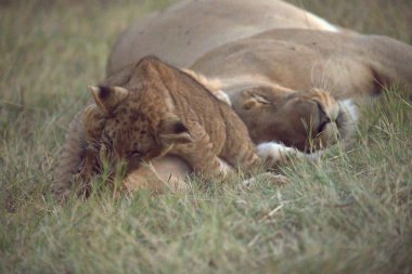 Kenya savanındaki aslan