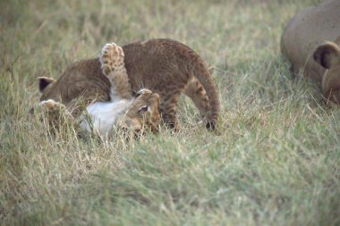 Aslan yavrusu otla besleniyor