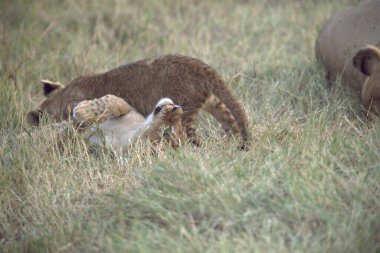 Vahşi hayvanlar, seçici odaklanma