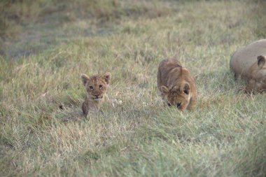 Kenya 'daki Masai Mara Ulusal Parkı' nda aslanlar.