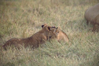 Çimlerde dişi bir aslan. yüksek kaliteli fotoğraf