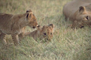 Çimlerde bir grup aslan.