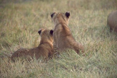 Aslan yavrusu çimlerde