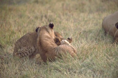 Savanadaki aslan ailesi.