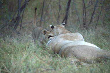 Afrika, Kenya 'daki milli parktaki çimlerde dişi aslan.