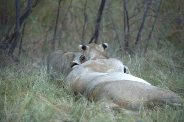 Dişi aslan, dişi aslan (panthera leo), anne, bebek yavrular, anne, anne, bebek
