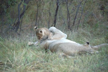 Kenya 'daki savanda aslanlar