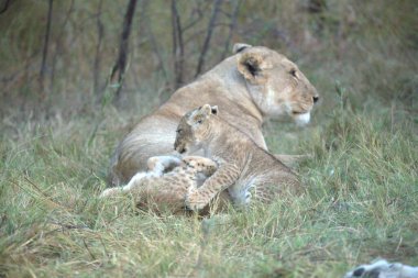 Aslan yavrusu çimlerde
