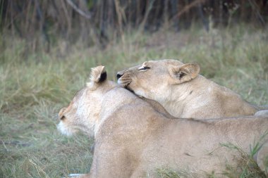 lion male and female lion in the savannah