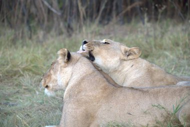 Afrika, Kenya savanındaki aslanlar