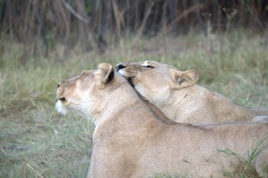 Doğadaki aslan yavrusu.
