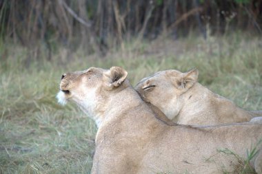 Doğadaki aslan yavrusu.