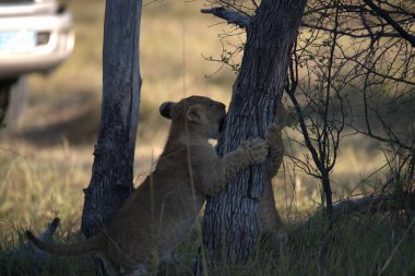 Afrikalı aslan yavrusu Kruger Ulusal Parkı 'ndaki ağaçla oynuyor.