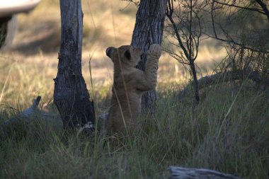 Ulusal parktaki çimlerde aslan yavrusu