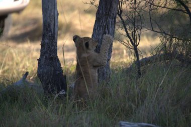 Aslan yavrusu annesiyle oynuyor.
