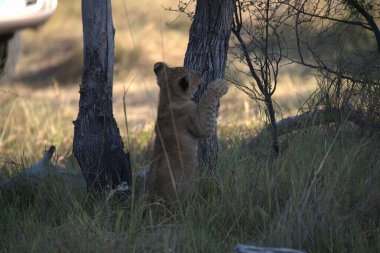 Safaride bir aslan yavrusu