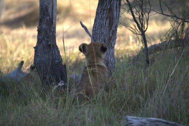 Ormanda yürüyen bir aslan yavrusu.