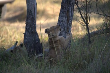 lion cub playing in the bush