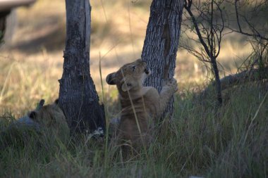 Aslan yavrusu çalıların arasında yatıyor.