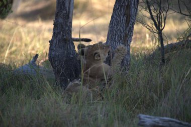 Doğadaki aslan yavrusu.
