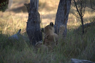 Aslan yavrusu çimlerde