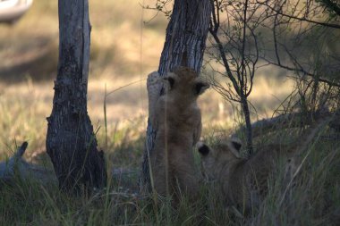Afrika bozkırında dişi bir aslan.