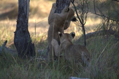 Aslan yavruları doğal ortamlarında
