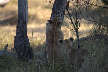 Aslan yavrusu ve aslan yavrusu.