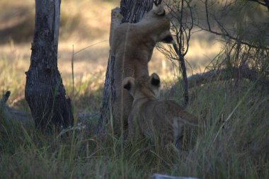 Kruger Ulusal Parkı 'ndaki aslanlar