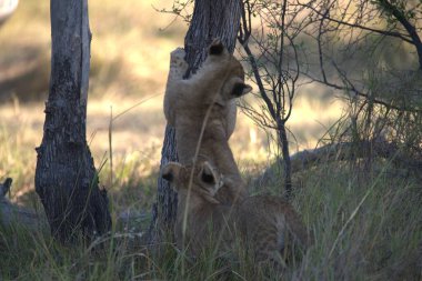 Doğadaki aslan yavrusu.