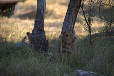 Otların arasında oynayan aslan yavrusu