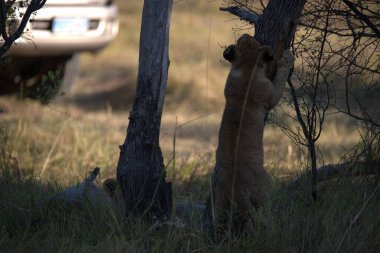 Güzel bir Afrika aslanı.