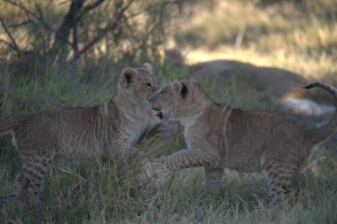Çimenlerde oynayan iki yavru aslan.