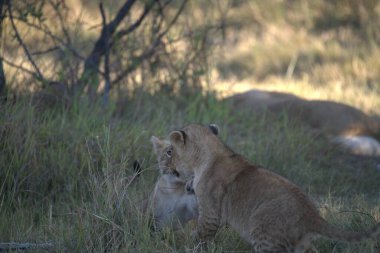 Vahşi doğada dişi aslan.