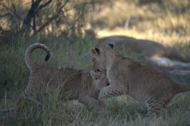 Güney Afrika savanındaki aslan.