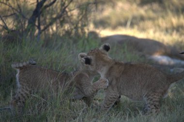 Çimenlerde yavru bir dişi aslan.