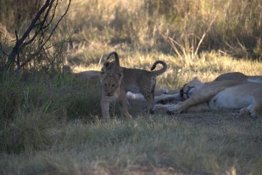 lioness in the wild in the south of botswana in africa, africa